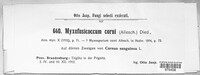 Myxofusicoccum corni image